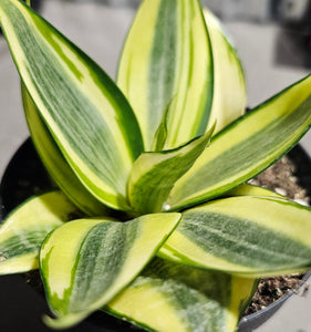 Sansevieria - Golden Hahnii - 4"
