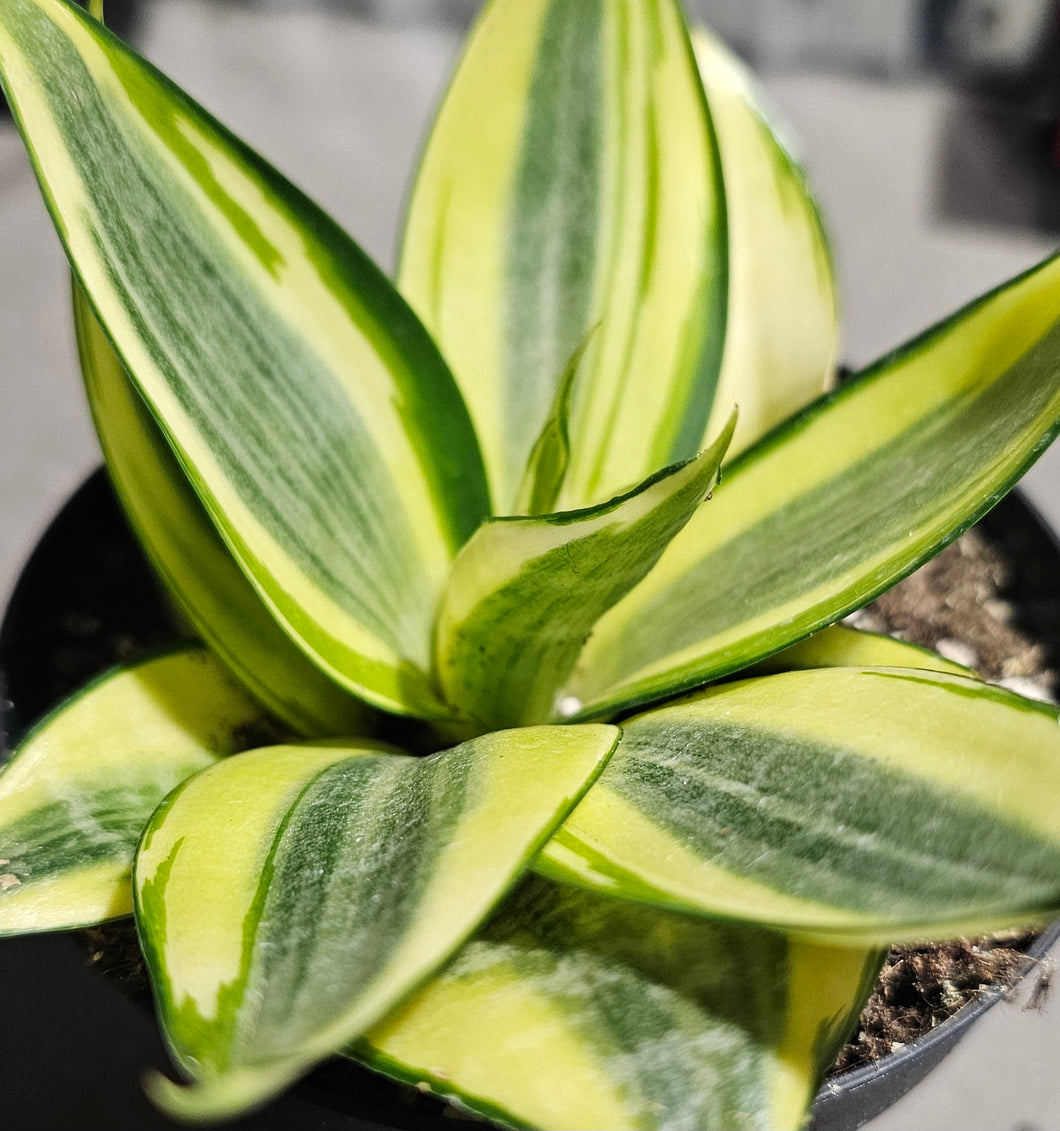 Sansevieria - Golden Hahnii - 4