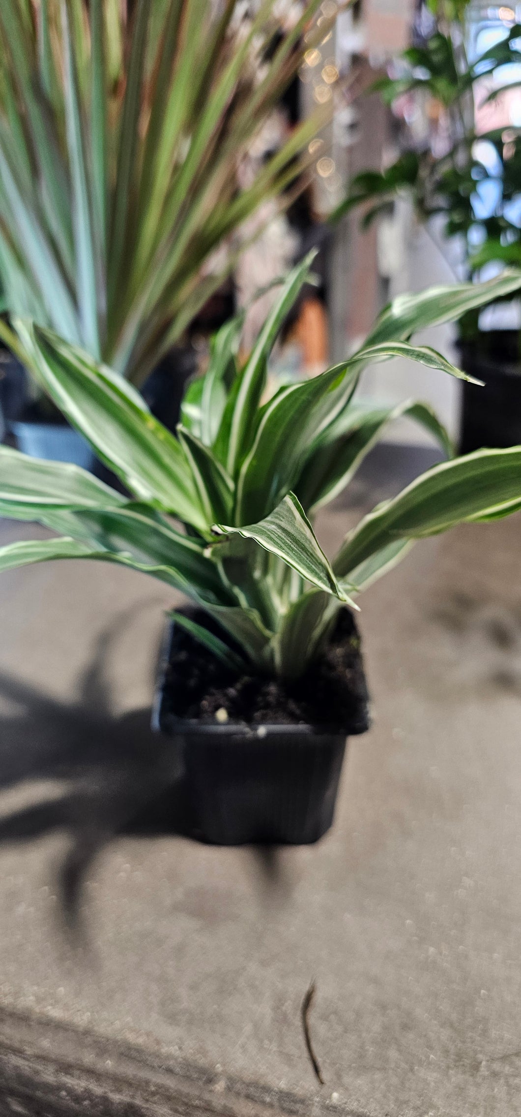 Dracaena - Deremensis - 3
