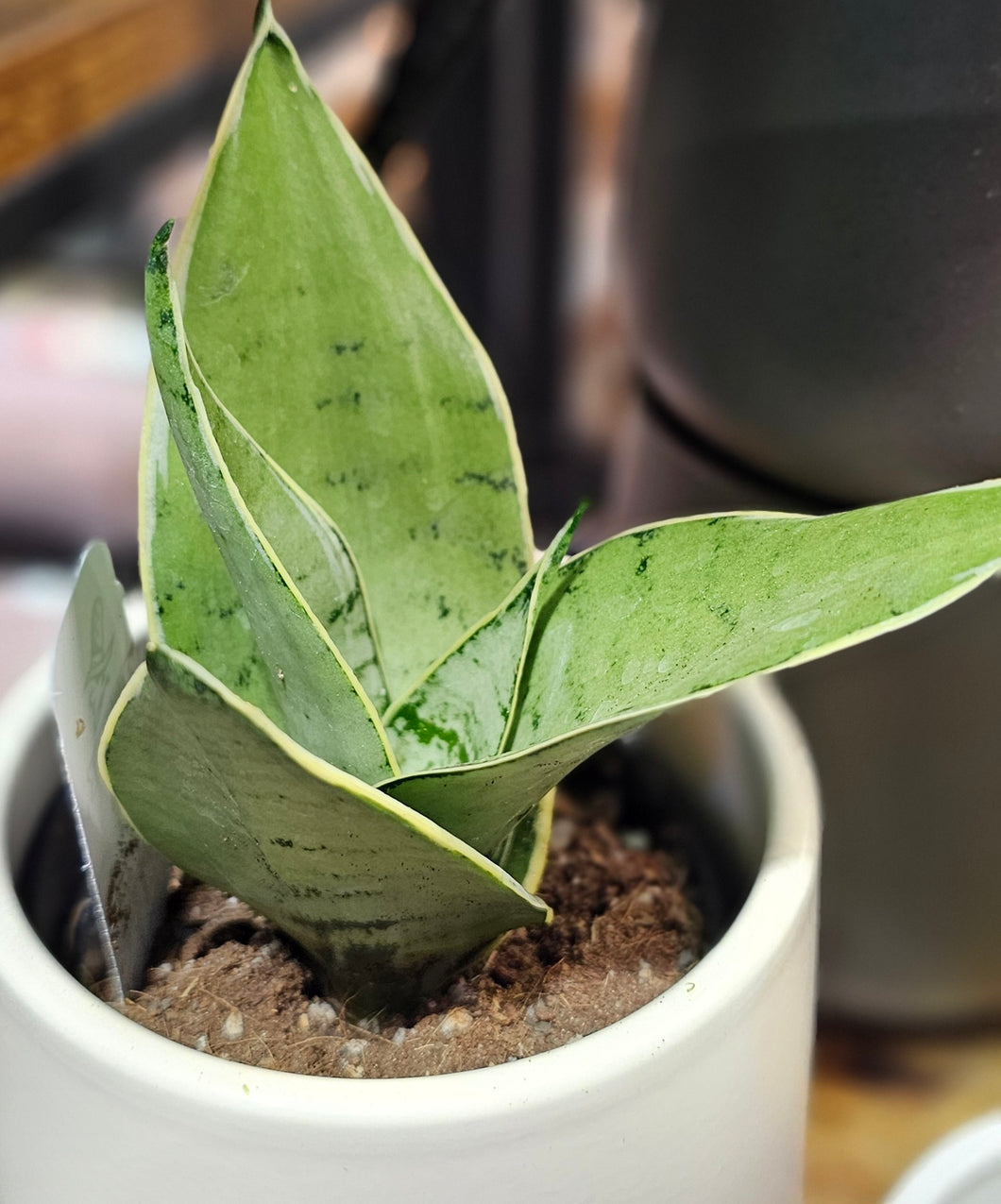 Sansevieria - Silver Star -3