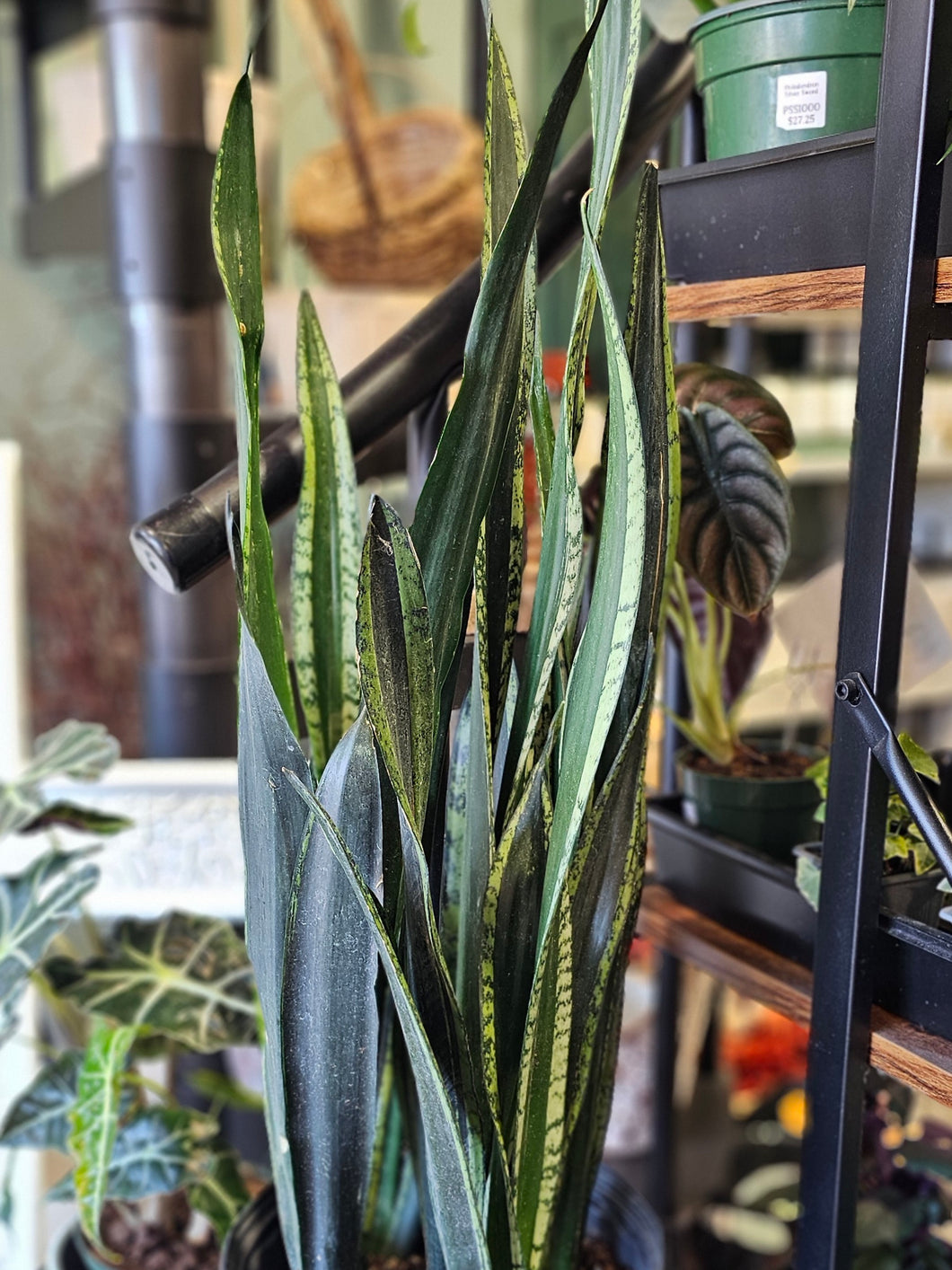 Sanseveria - 10