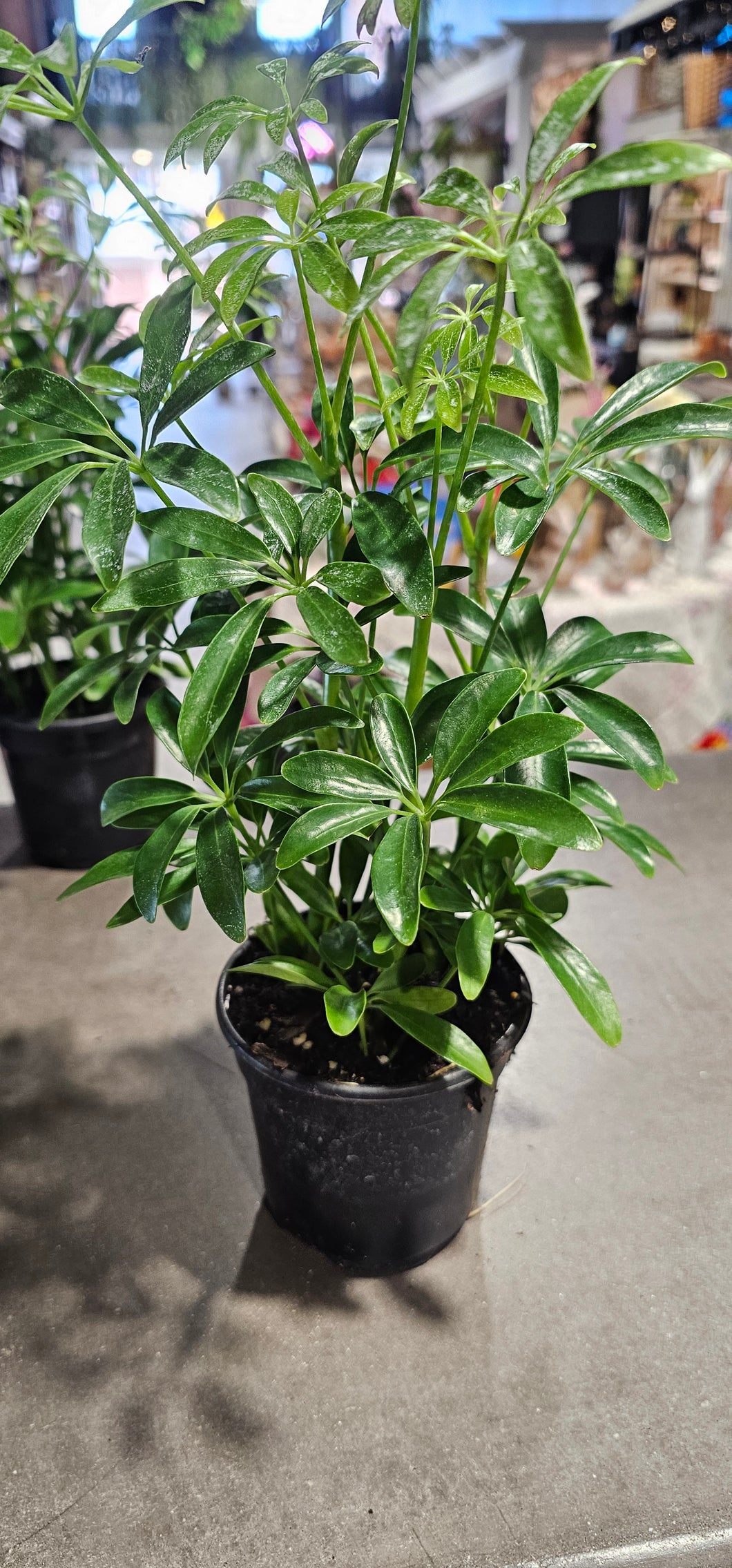 Schefflera - Arboricola - 4