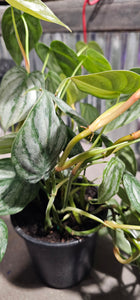 Philodendron - Brandi - 4"