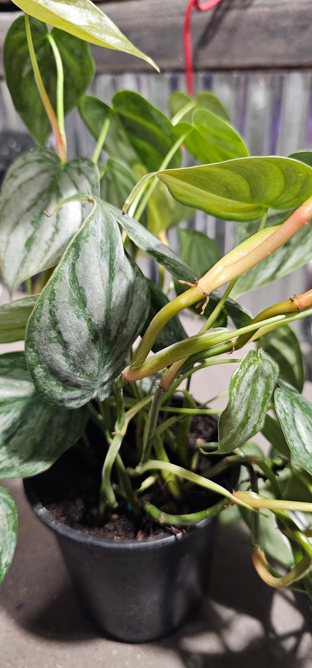 Philodendron - Brandi - 4