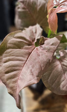 Load image into Gallery viewer, Syngonium - Butterfly - 3&quot;
