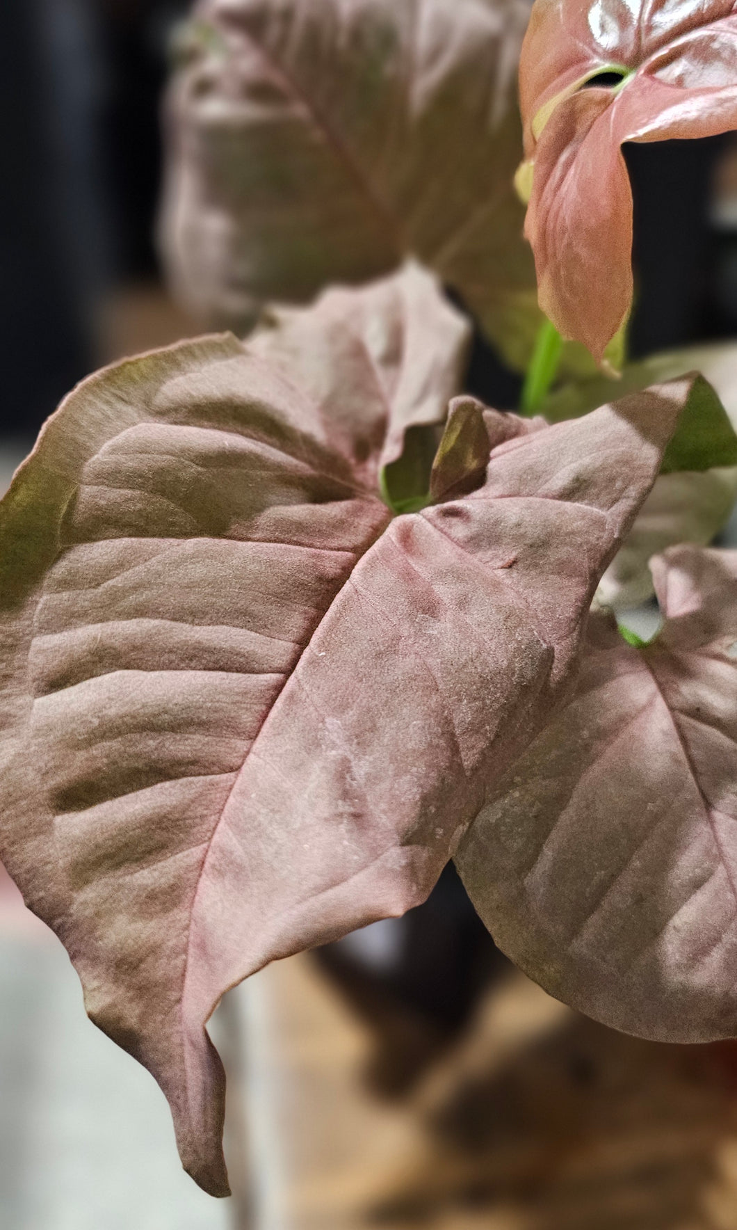 Syngonium - Butterfly - 3