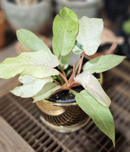 Load image into Gallery viewer, Philodendron erubescens &#39;Snowdrift Variegated&#39; - 4.5&quot;
