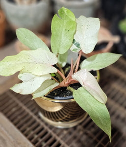 Philodendron erubescens 'Snowdrift Variegated' - 4.5"