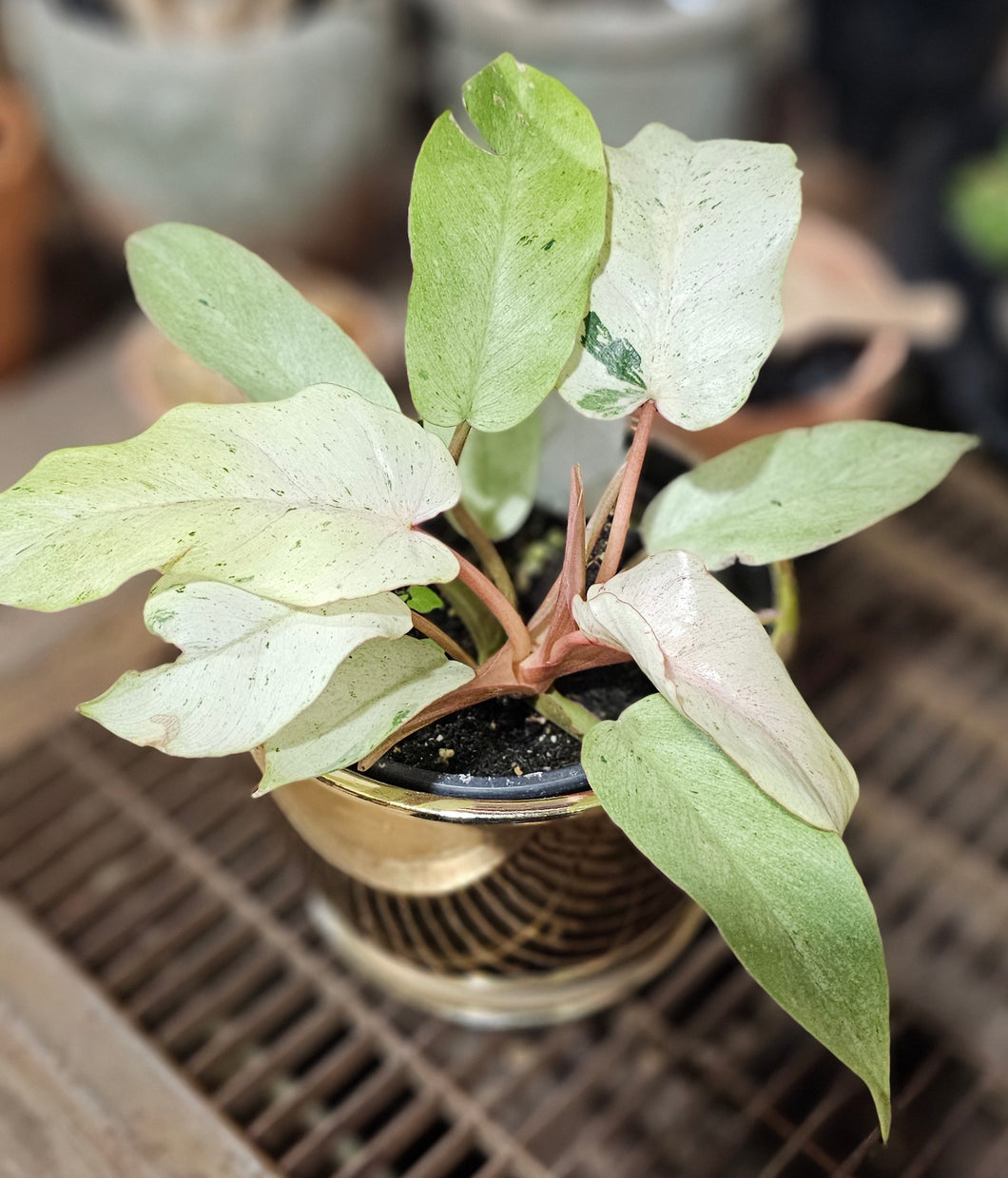 Philodendron erubescens 'Snowdrift Variegated' - 4.5