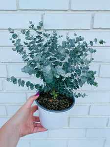 Eucalyptus Glacier Plant