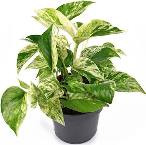 Pothos - Marble Queen - 4.5"