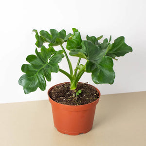 Philodendron - Super Atom 4"