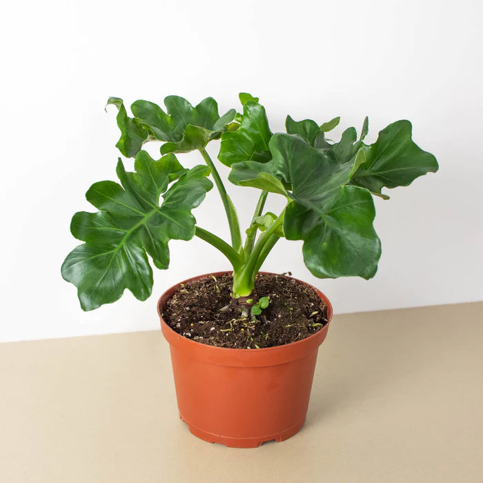 Philodendron - Super Atom 4