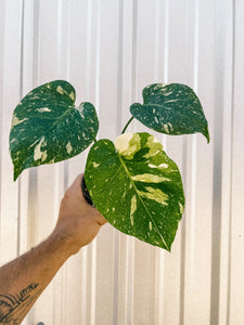 Monstera - Thai Constellation 4"