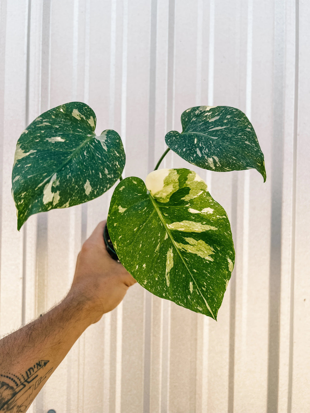 Monstera - Thai Constellation 4