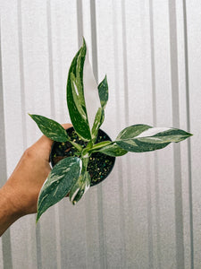 Philodendron - White Wizard - 4"
