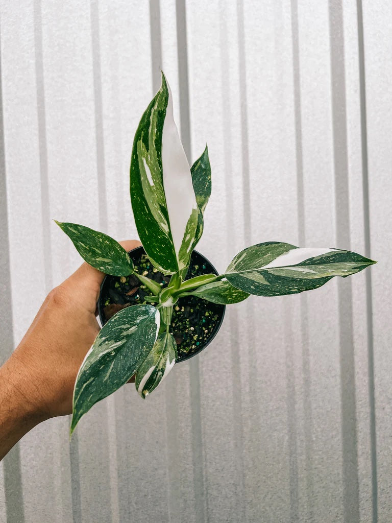 Philodendron - White Wizard - 4
