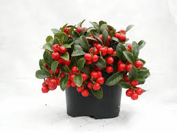 6" Winterberry