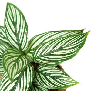 Calathea - Vittata - 4"