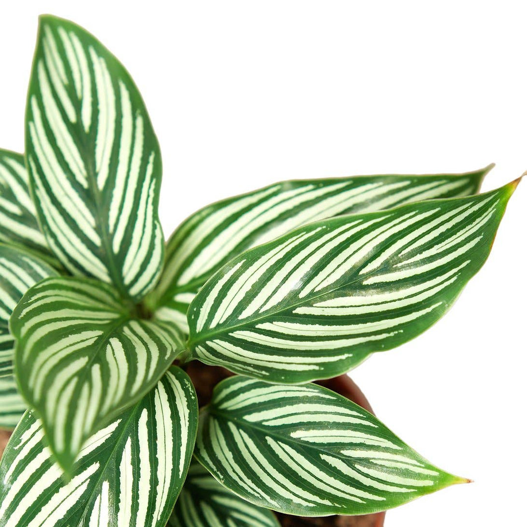 Calathea - Vittata - 4
