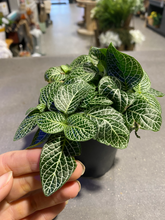 Load image into Gallery viewer, Fittonia - Asst colors - 4&quot;
