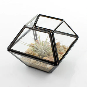 8" Ten Sided Glass Terrarium