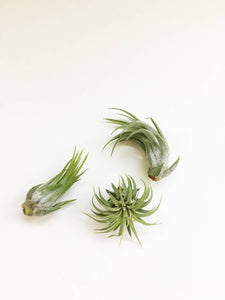 Ionantha Air Plant - Small Air Plant