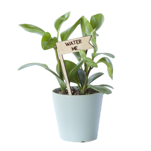 Plant Pick - Water Me