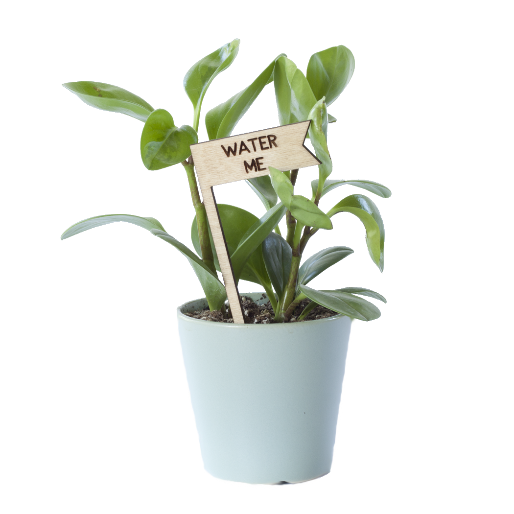 Plant Pick - Water Me