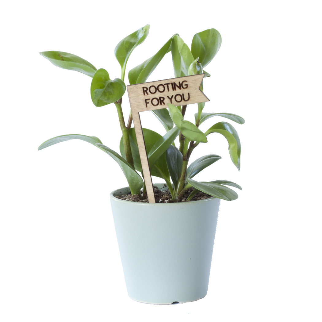 Plant Pick - Rooting For You