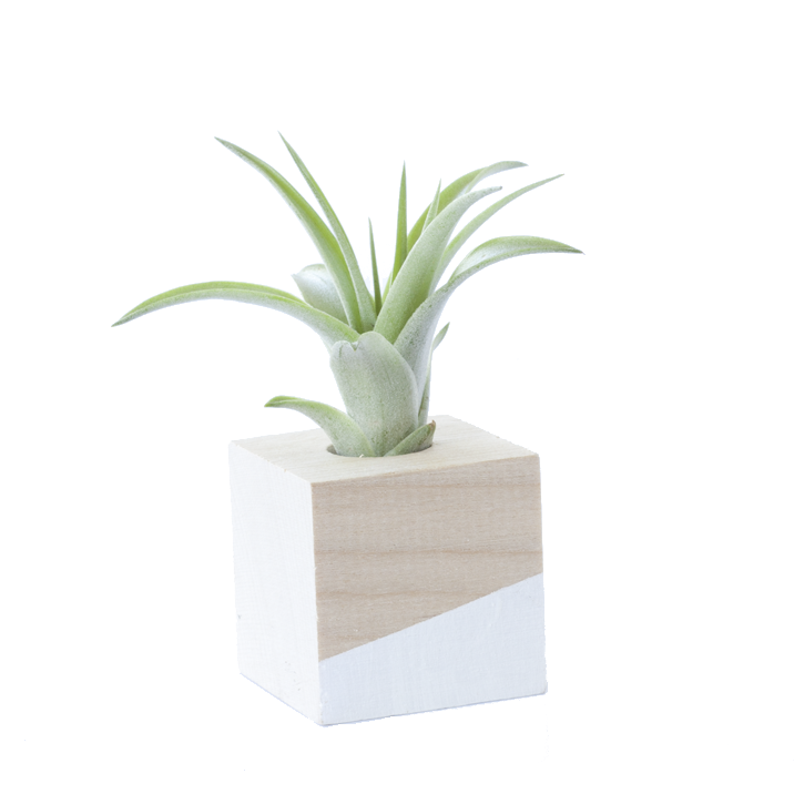 Cube Air Plant Magnet - White