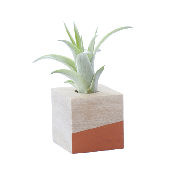 Cube Air Plant Magnet - Orange
