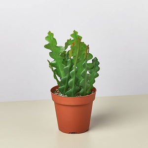 EPIPHYLLUM RIC RAC CACTUS 4-inch