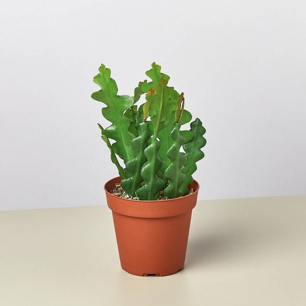 EPIPHYLLUM RIC RAC CACTUS 4-inch