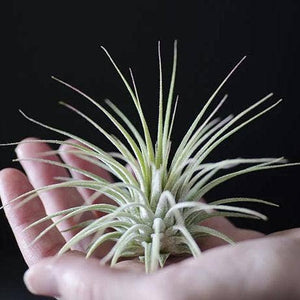 Tillandsia Ionantha  - Guatemala | Live Air Plant: Regular: 2 Inch