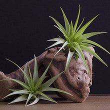 Load image into Gallery viewer, Tillandsia Brach Multiflora | Live Air Plant: Small
