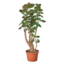 Load image into Gallery viewer, ARALIA FABIAN STUMP 6-inch
