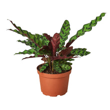 Load image into Gallery viewer, Calathea - Rattlesnake - 6"
