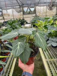 Philodendron - Gloriosum 6"