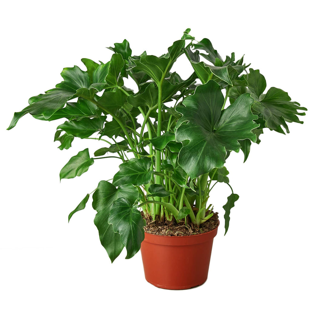 Philodendron -  Little Hope  6