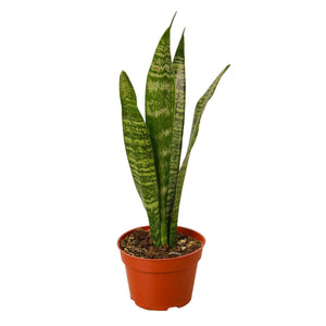 Snake Plant - Zeylanica - 4"