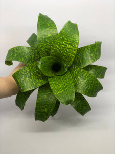 Vriesea Fenestralis | Live Plant: 7-9 Inches (Wide or Tall)