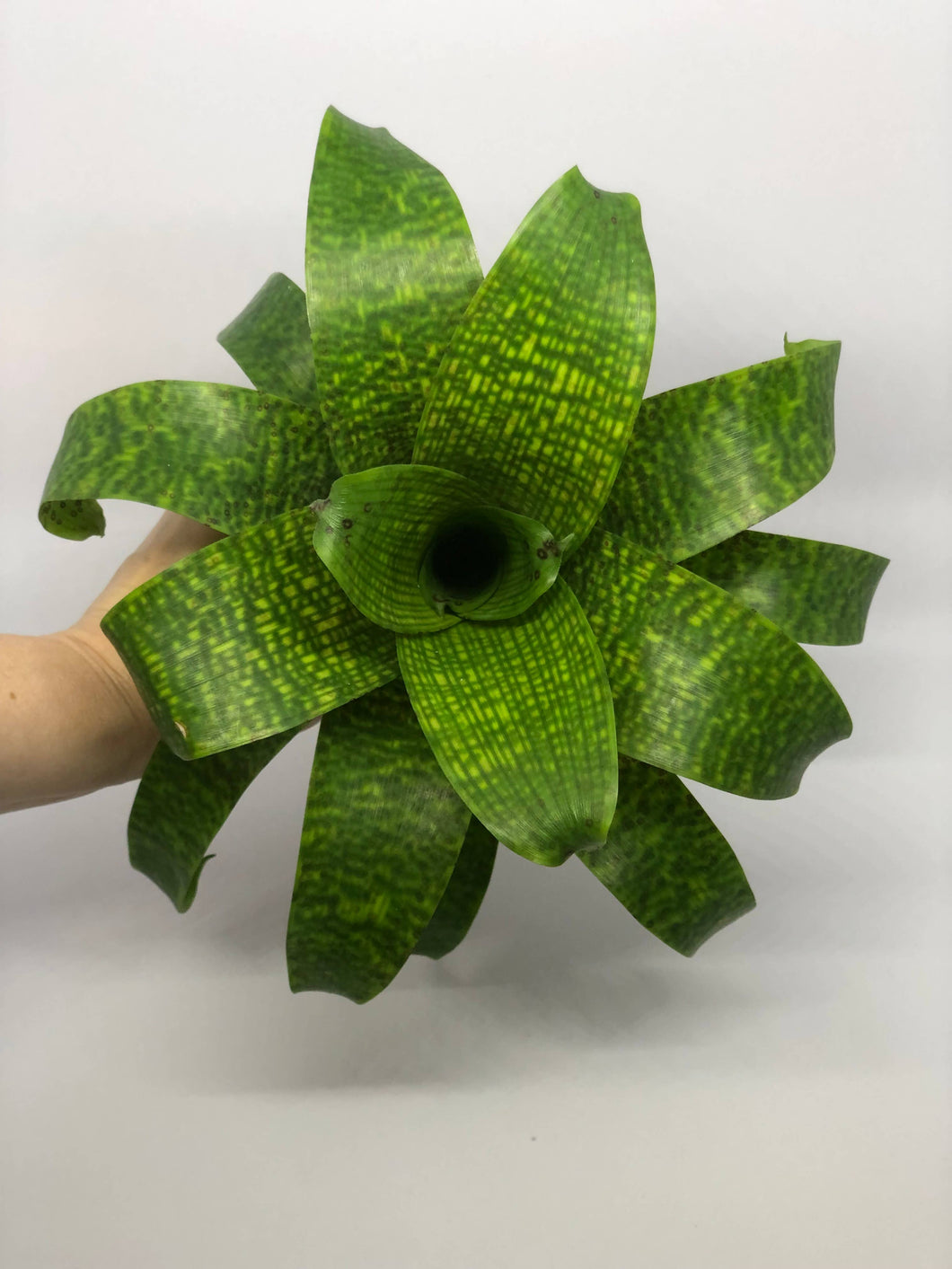 Vriesea Fenestralis | Live Plant: 7-9 Inches (Wide or Tall)