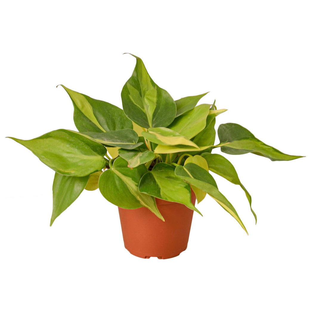Philodendron - Brasil - 4