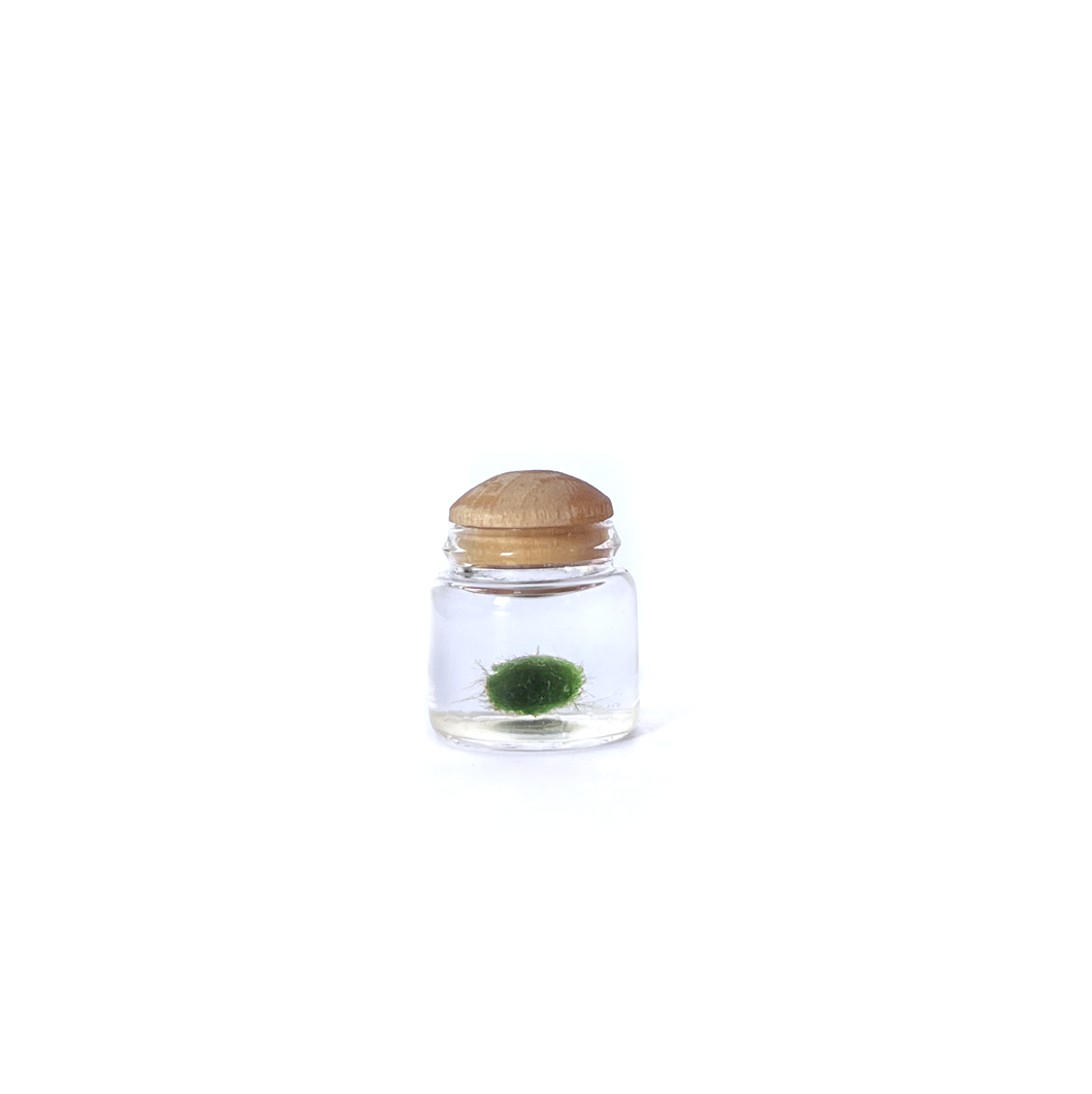 Moss Micro