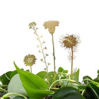 Plant Blooms