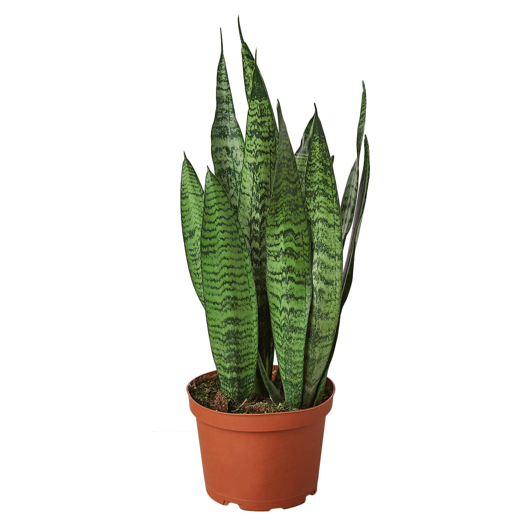 Sansevieria Snake Plant - Black Coral  - 6