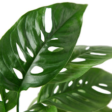 Load image into Gallery viewer, Monstera - Swiss Cheese 6&quot;
