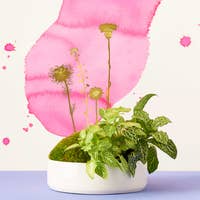 Load image into Gallery viewer, Plant Blooms
