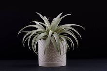 Load image into Gallery viewer, Tillandsia Capitata Yellow Star - Rare Live Air Plant: Small - 3-4 Inches
